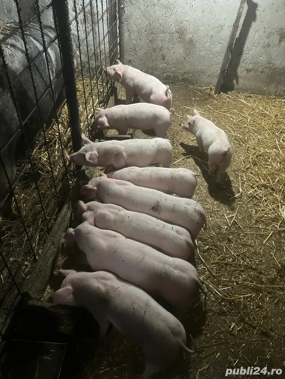 vind purcei intarcati