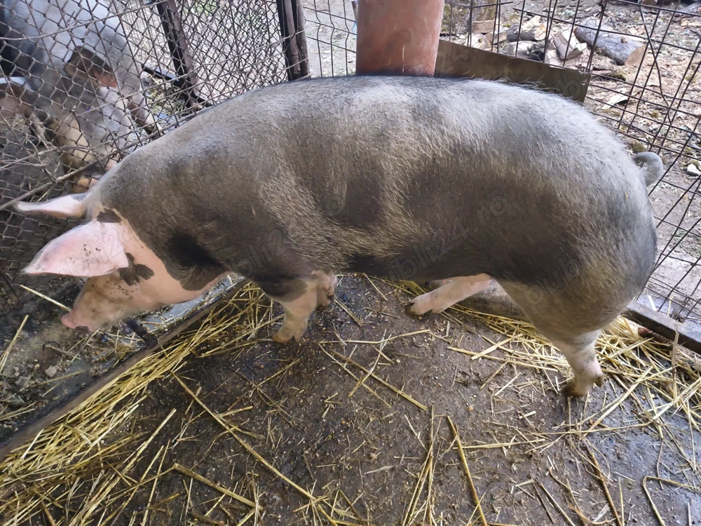 Porc de sarcrificat