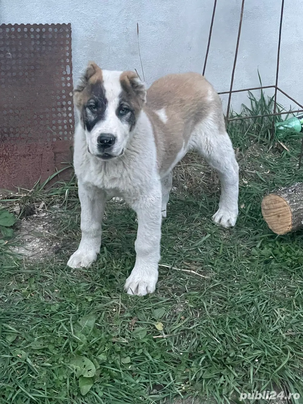 catel de asia centrala 3 luni 