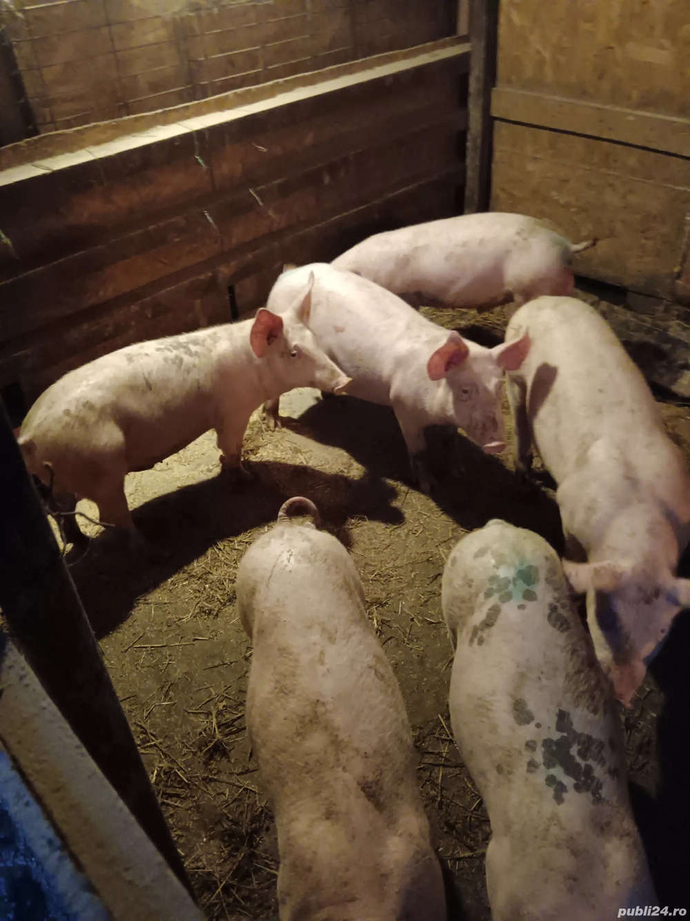 vând porci si purcei