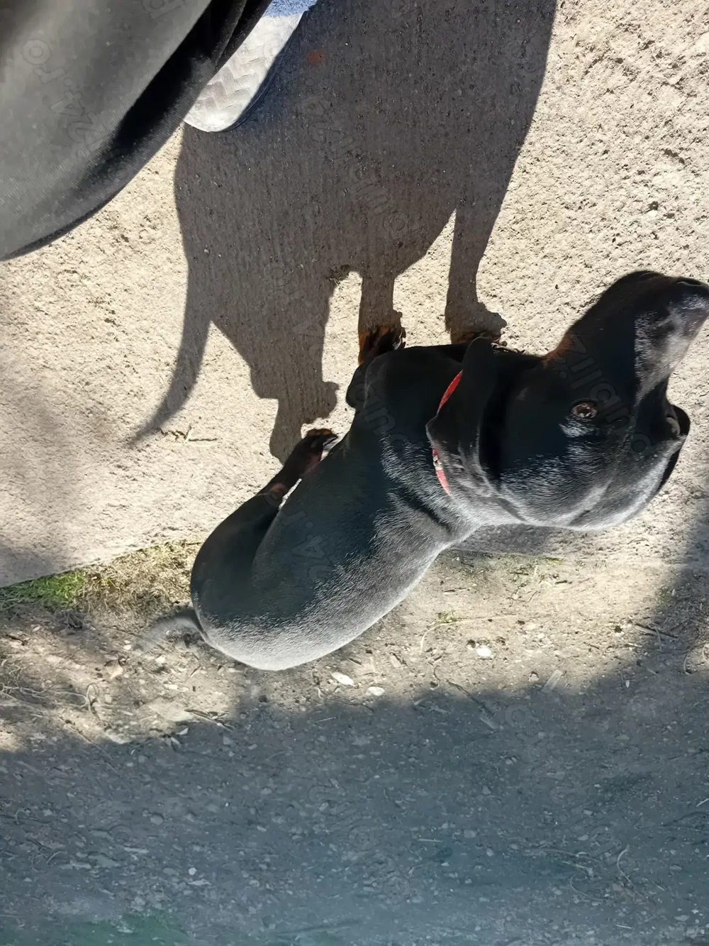 Mascul tekel rasa pura 4 ani