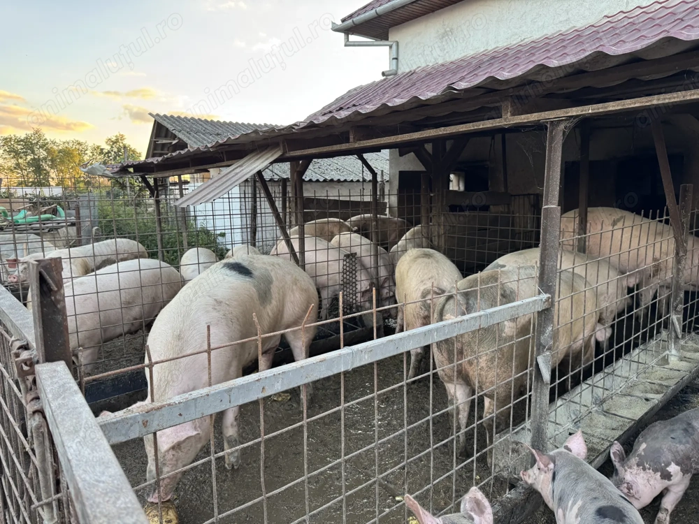 Porci grași 170-250 kg