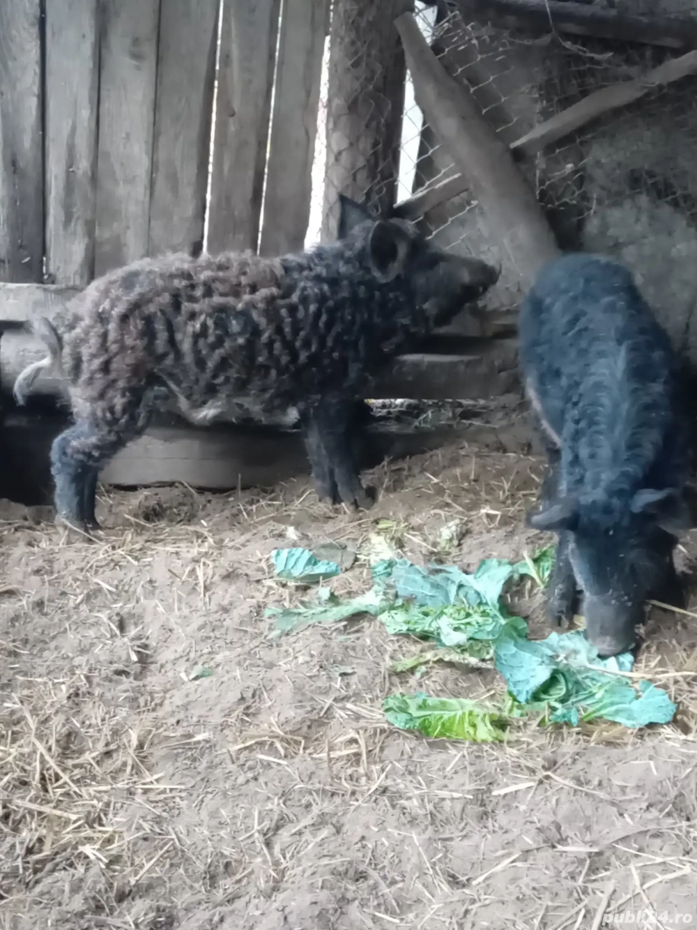 Mangalița cu mistreț 