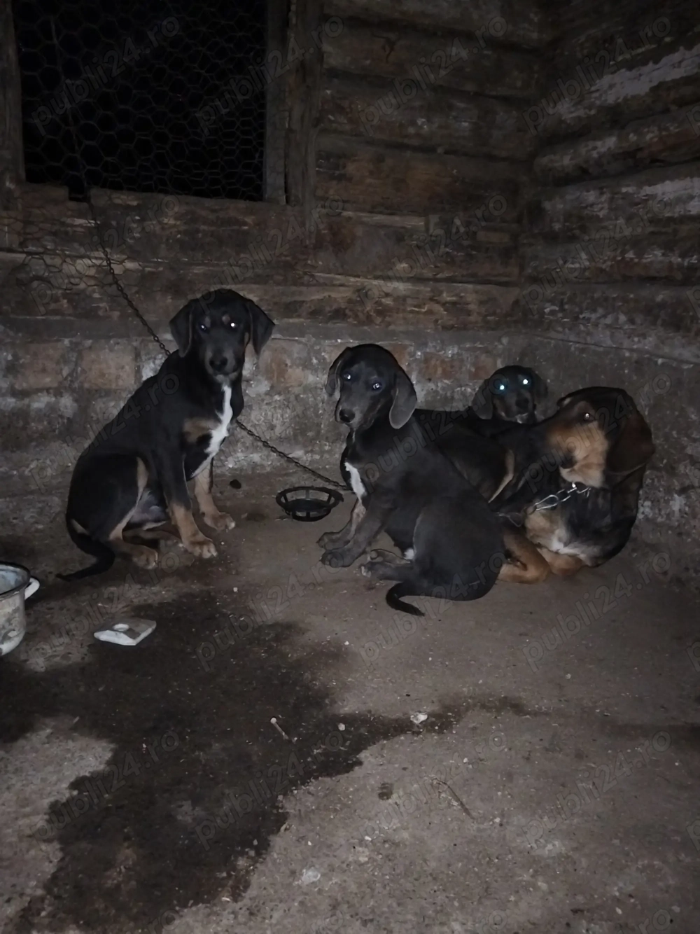 Vând femela cu 3 pui de vânătoare 