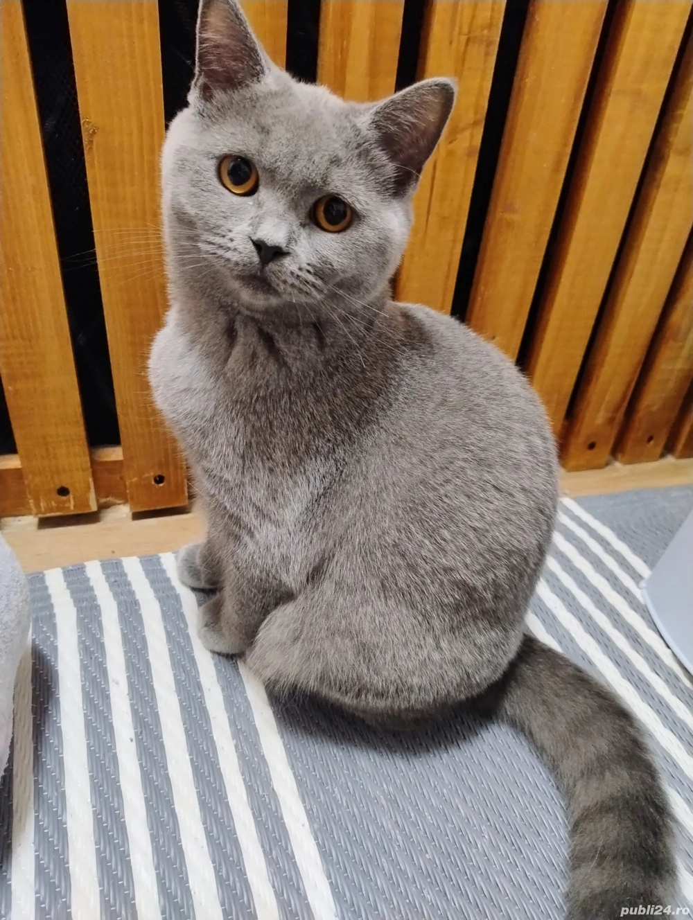 Motan British shorthair blue 