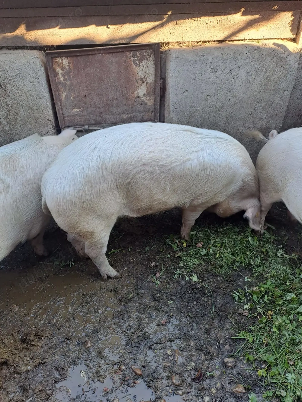 Carcasa de porc: jumate! Maine,20.12