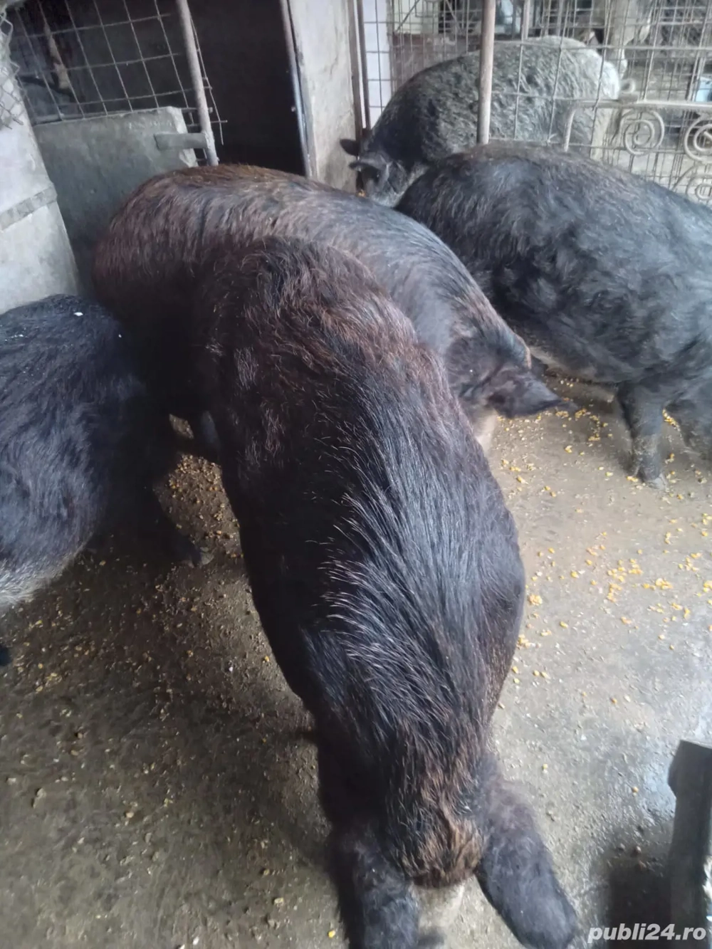 porci mangalita cu mistreț 