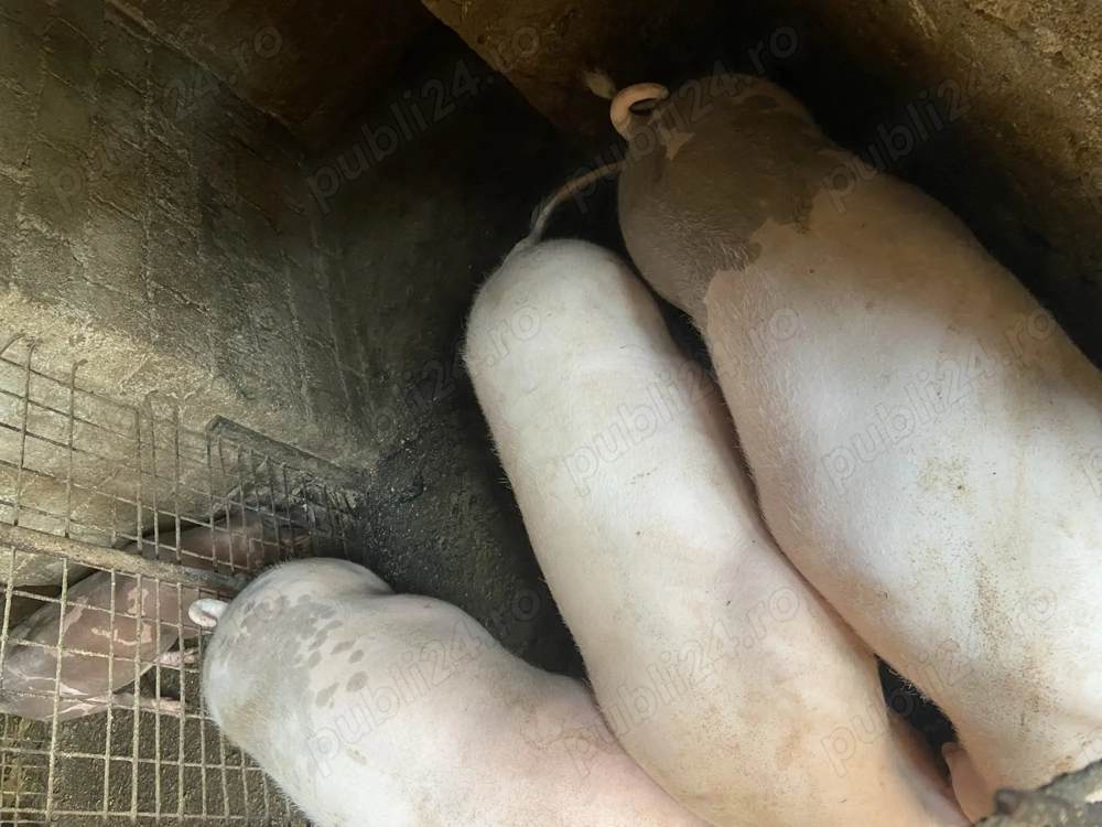 Porci pentru Crăciun 