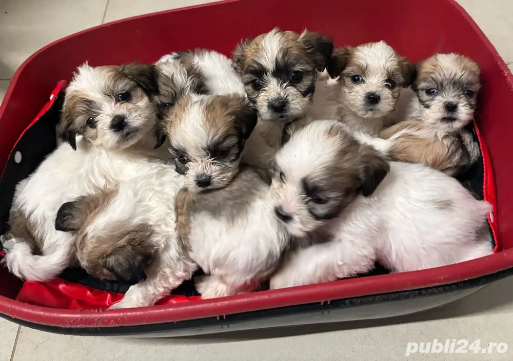 Căutăm familii iubitoare pentru cățeluși