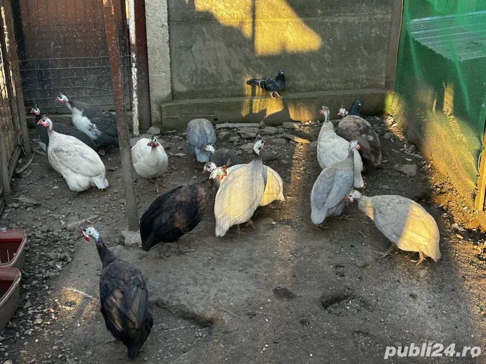 Vând bibilici colorate