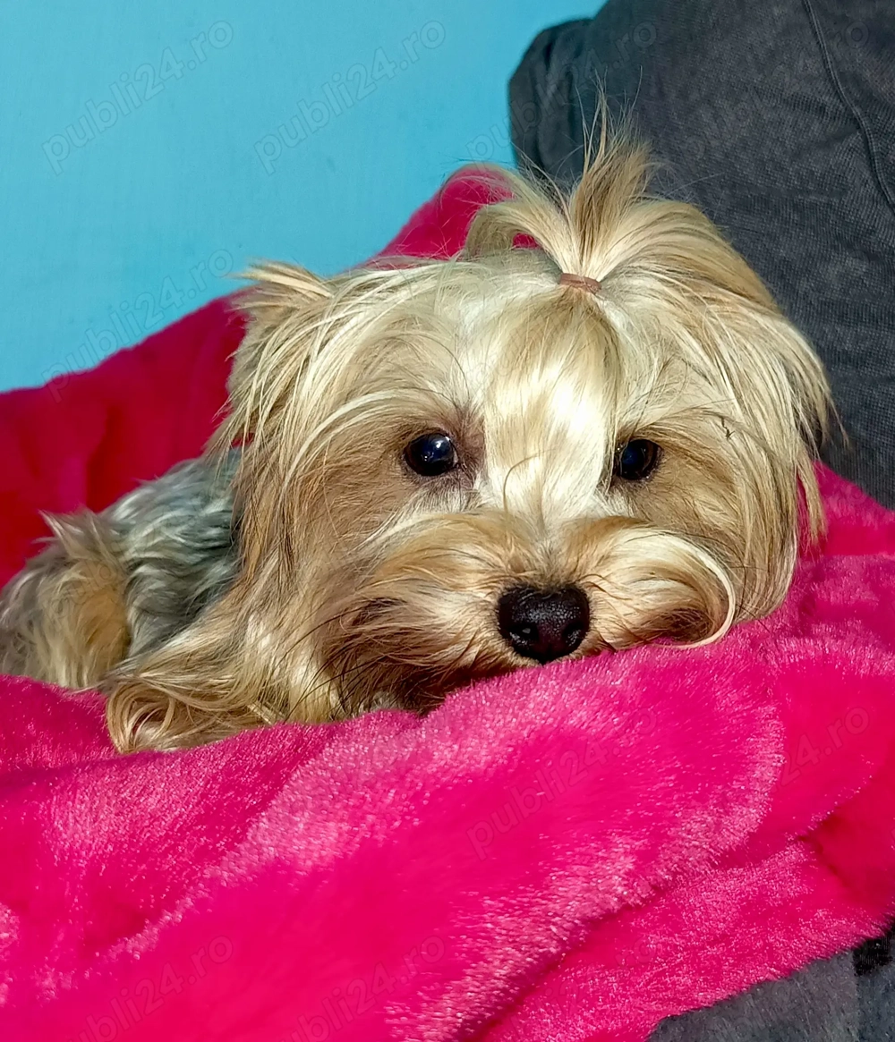 Yorkshire terrier pedigree baiat Urgent