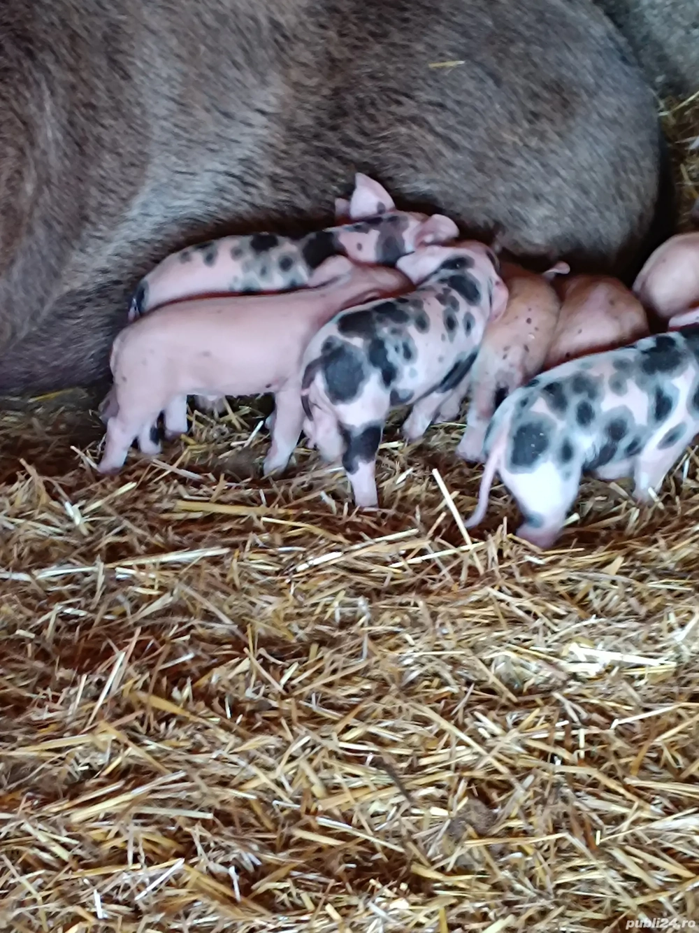 vând scrofa cu 11 purcei 