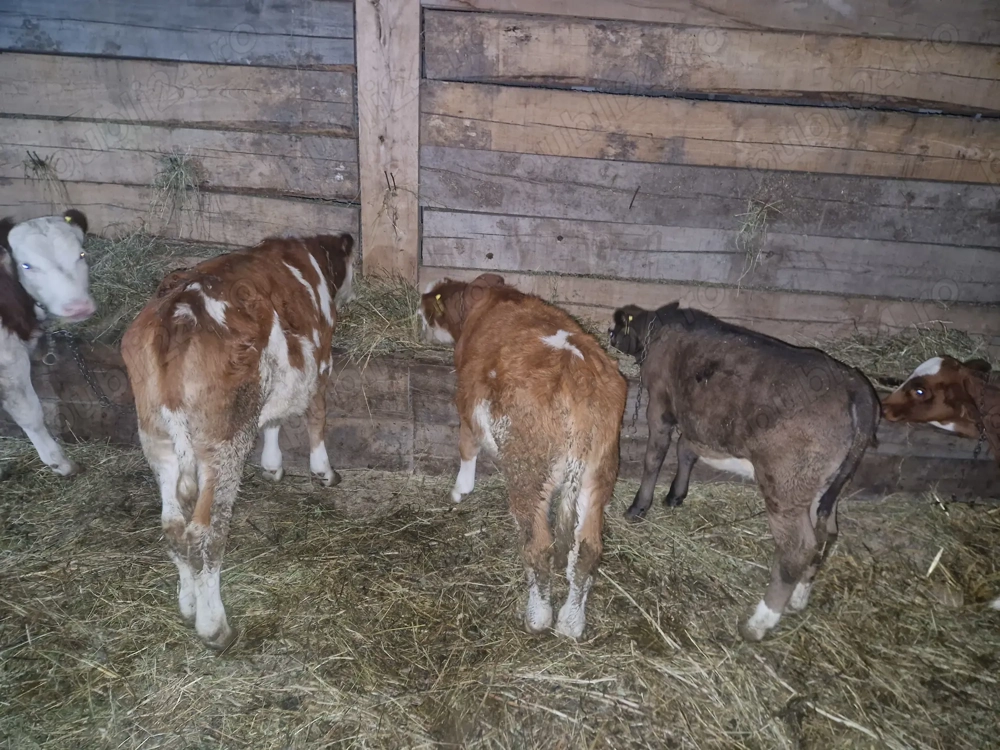 Vand 3 vitele baltate frumoase