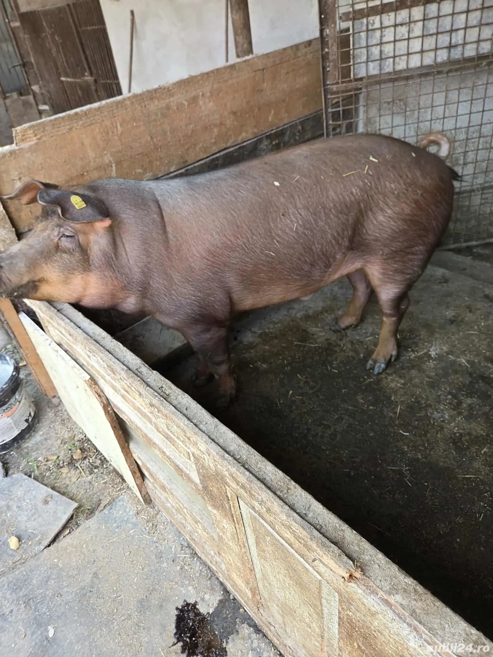 vand porc rasa duroc 