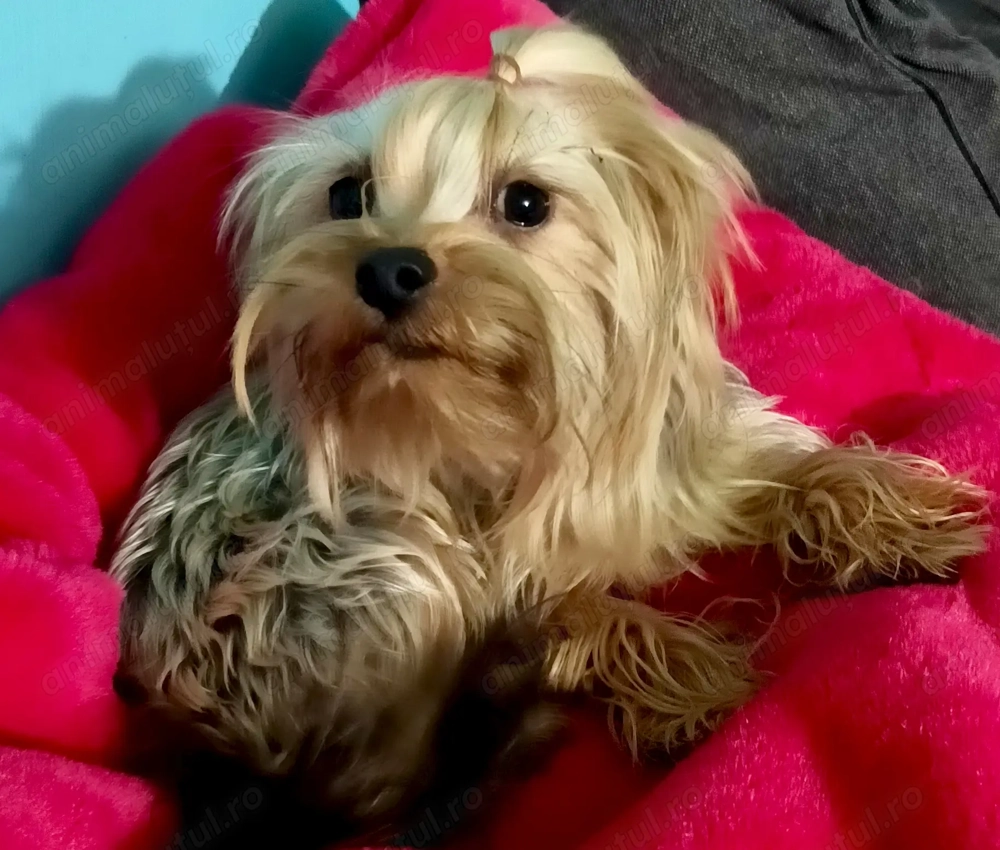 Yorkshire terrier pedigree baiat Urgent