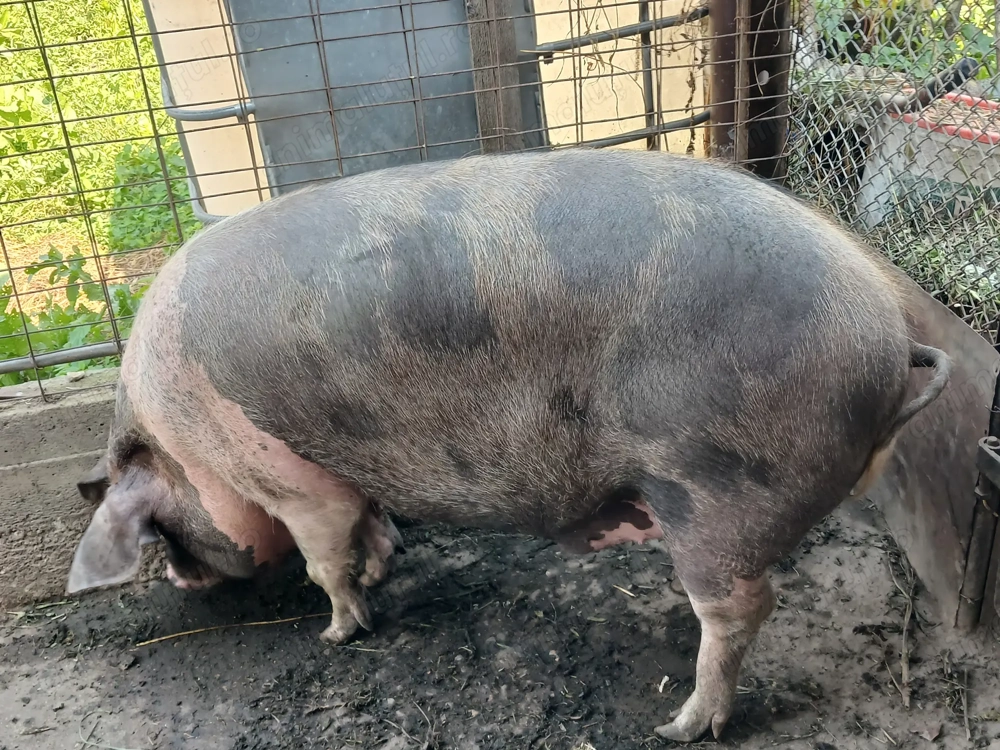 Vând porc gras 160-170kg 