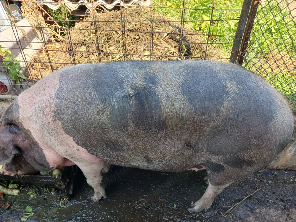 Vând porc gras 160-170kg 