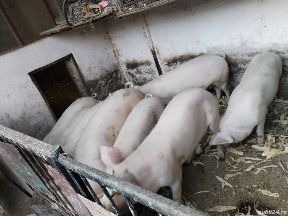 Vând șoldani crescuți cu uruială și porumb 20lei kg detalii la nr.   