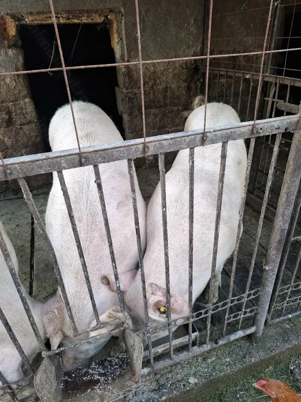 Vând porci pentru sacrificare 