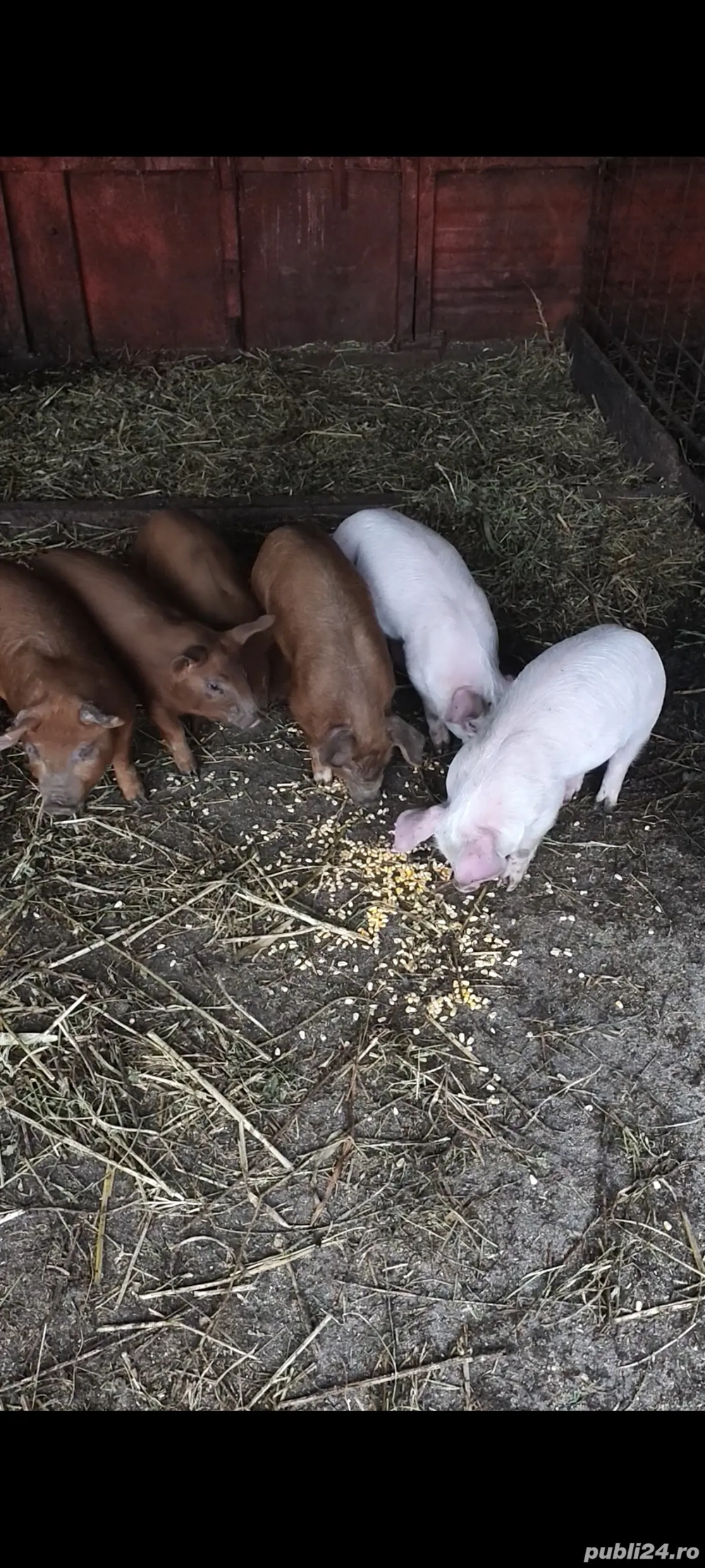 Purcei Duroc Pietran Landrance 