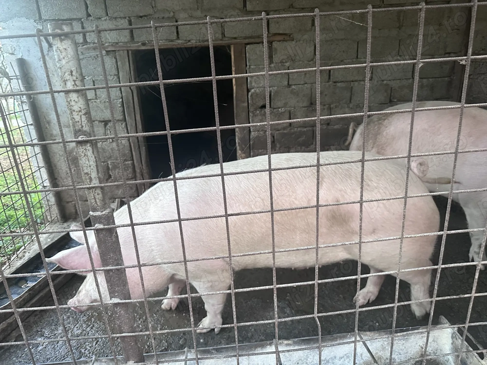 Porci pentru sacrificat 