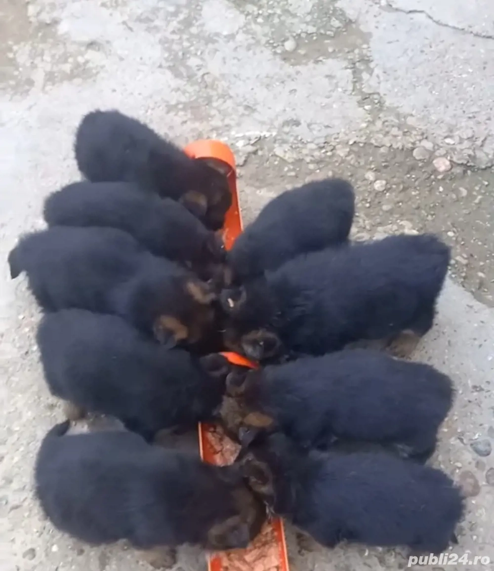 Puișorii ciobanesc german