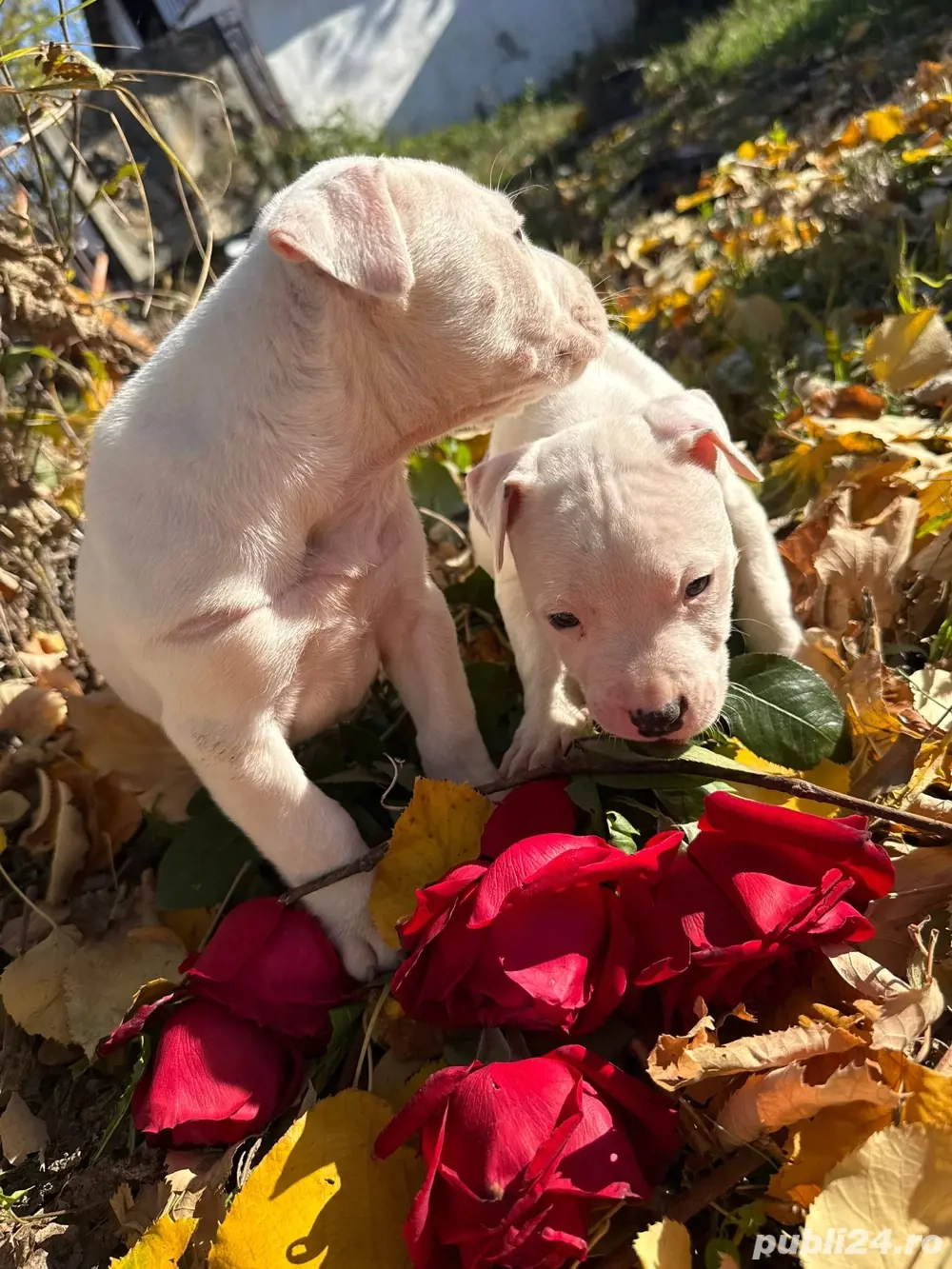 vand  3 femele amstaff 