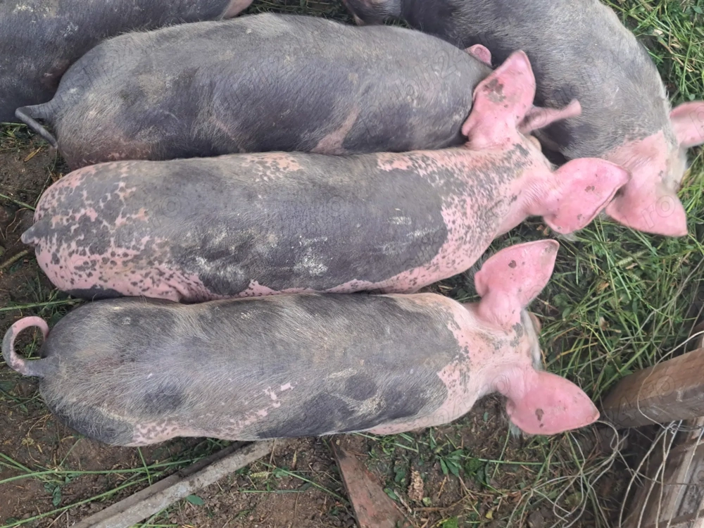 Șoldani pietrean pur de vanzare