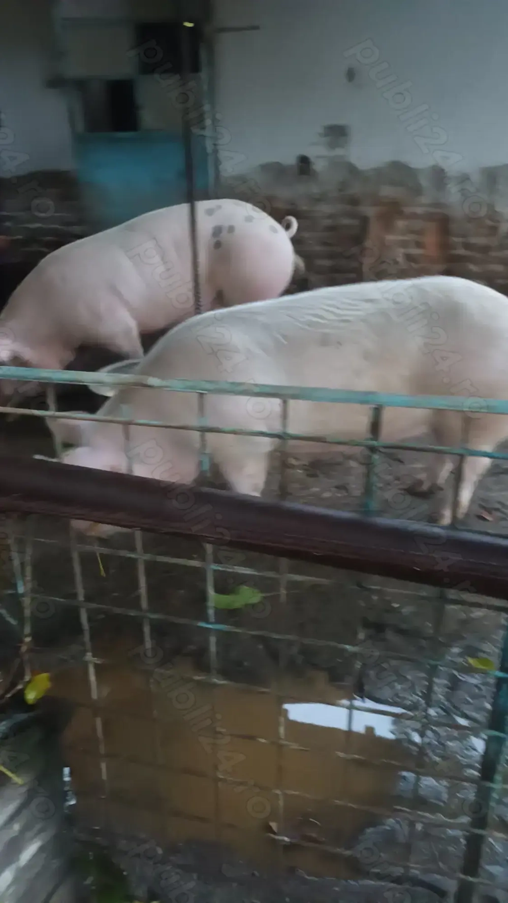 Vând porci crescuți natural