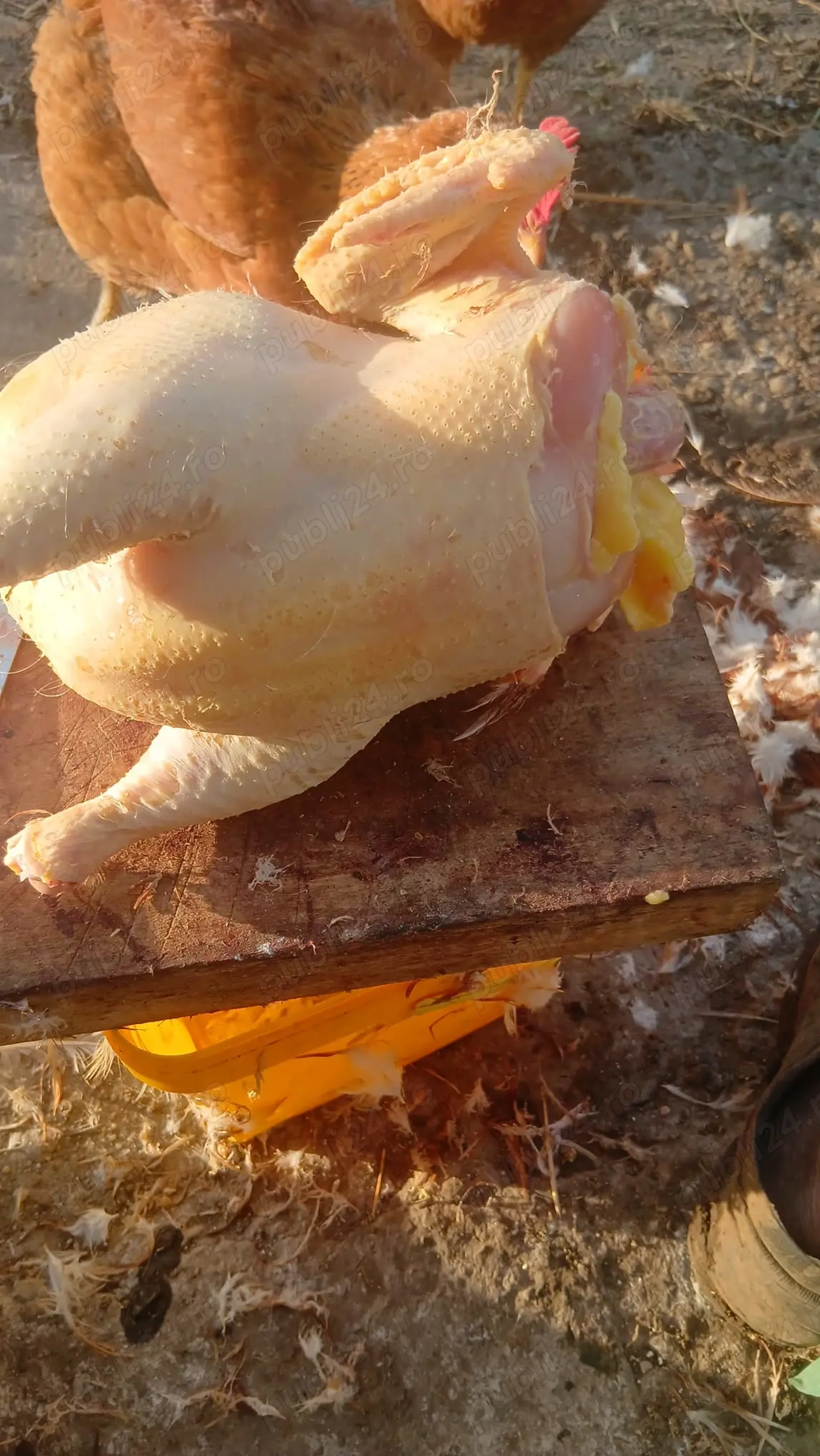 Vand gaini de tara crescute bio.