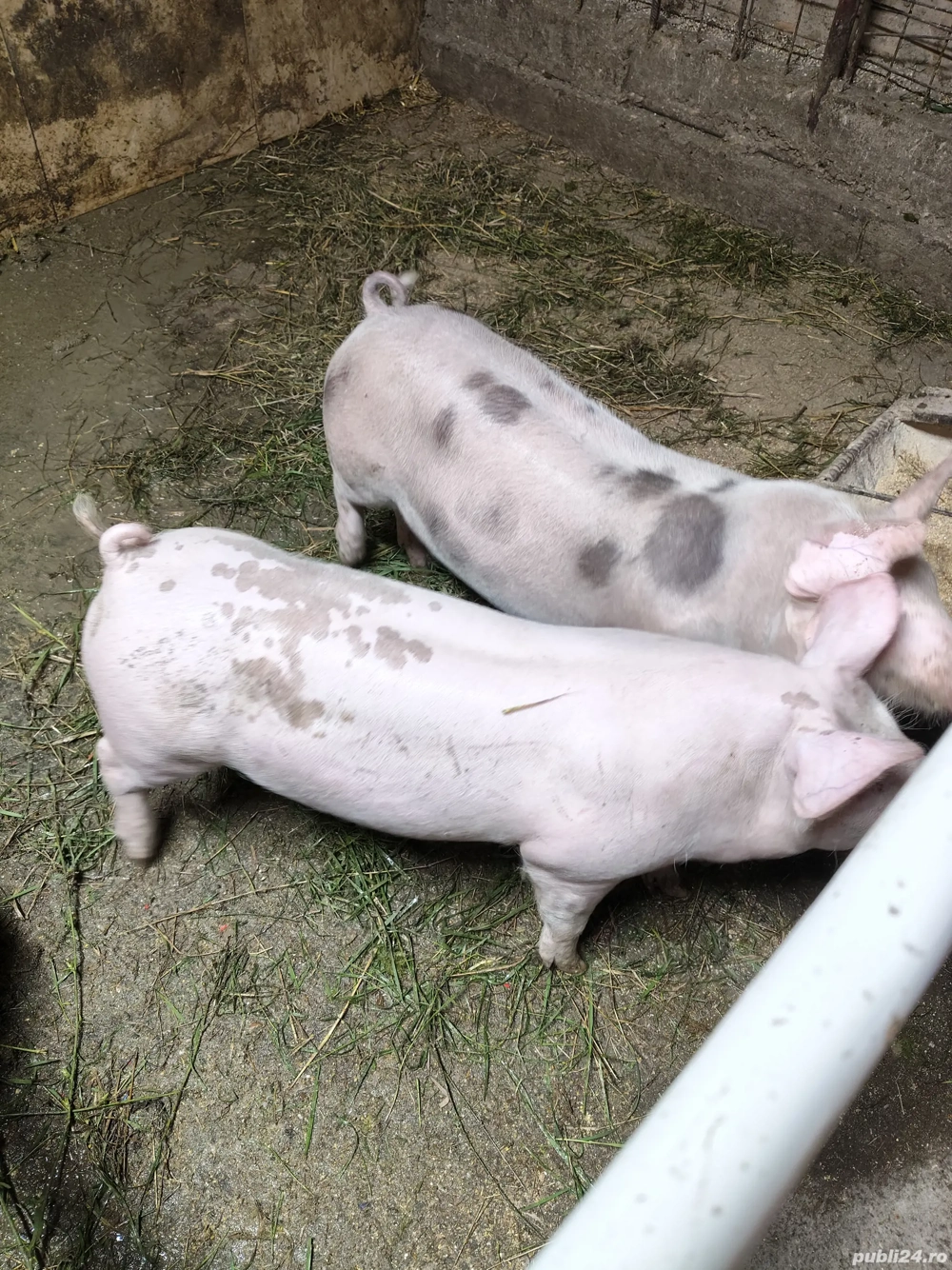  porci si berbec de vazare 4 pucele si un baiat vand tot 