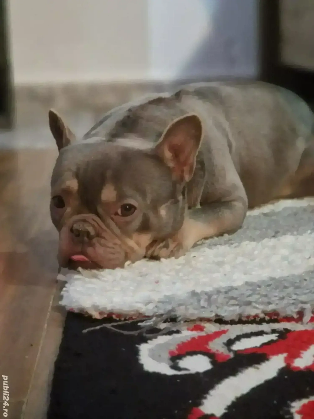 Bulldog freancez femelă 