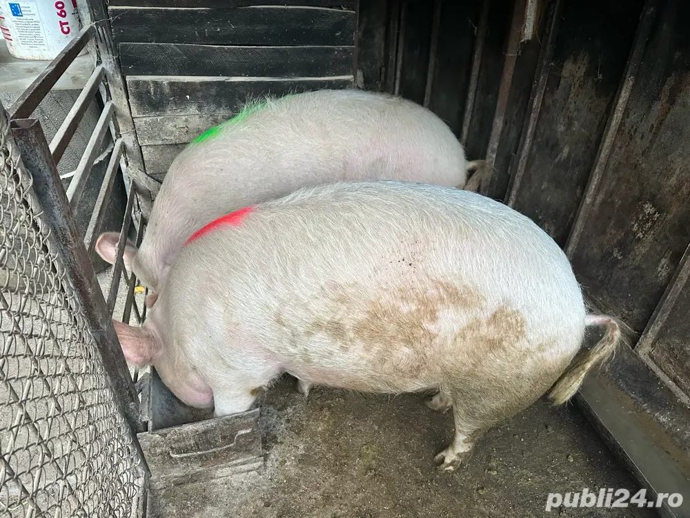 Porci de casa 