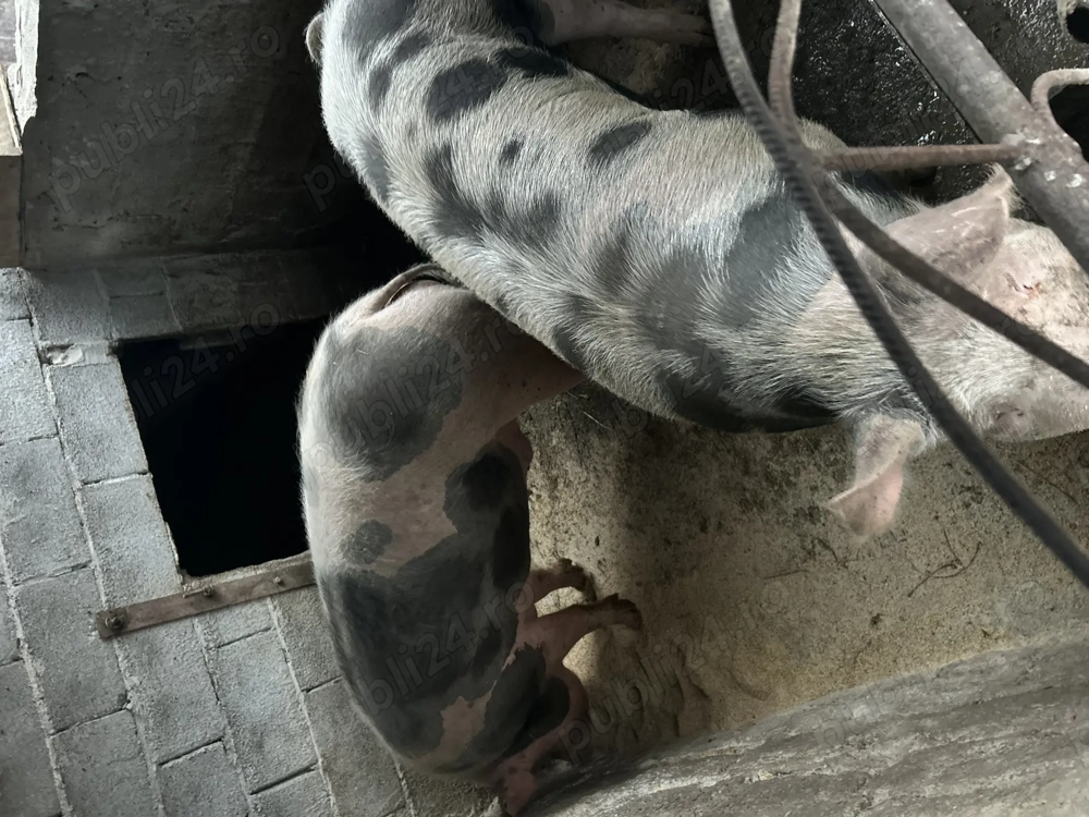 Vând porci pentru sacrificat