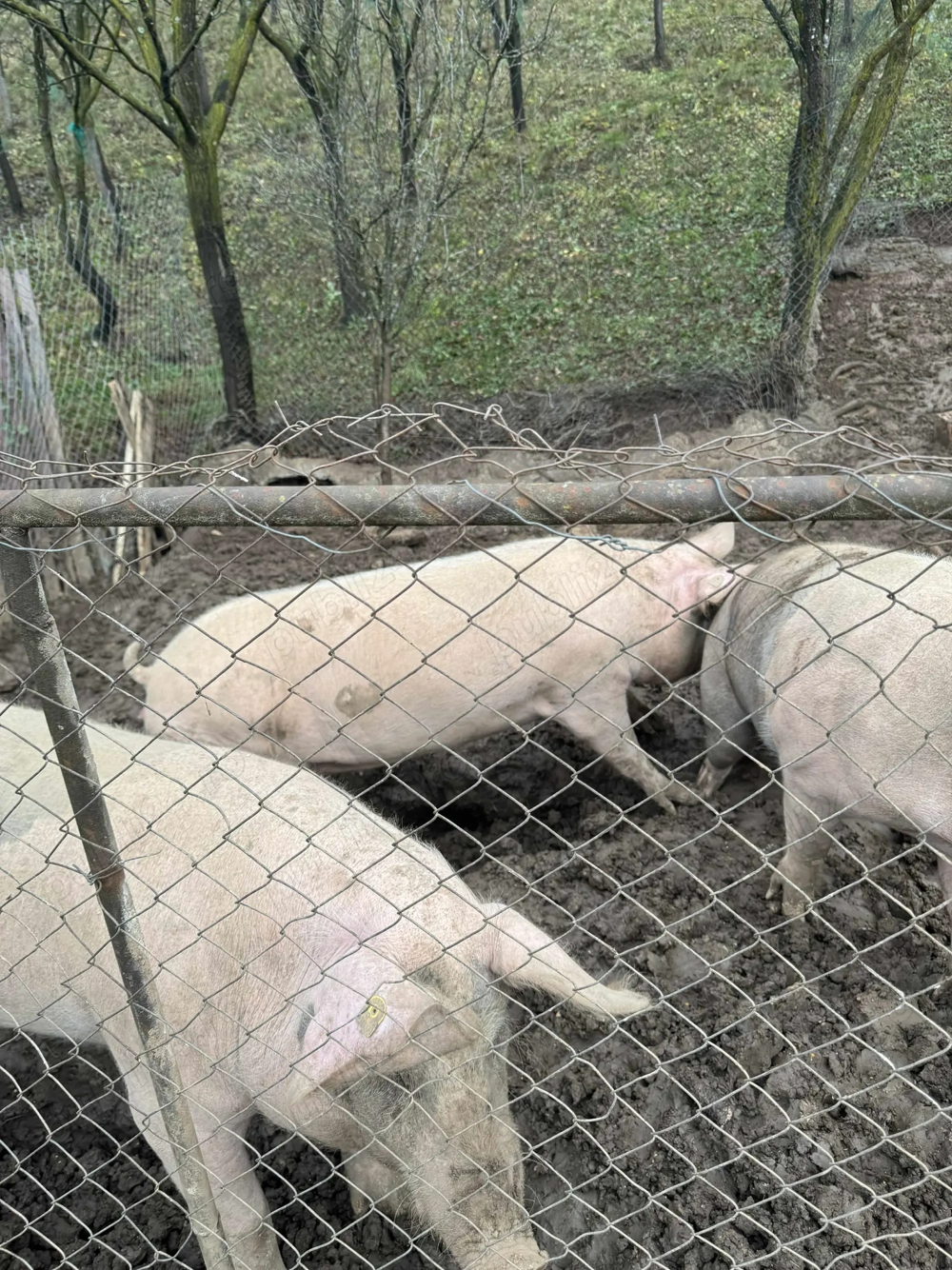 vând porci de taiat.