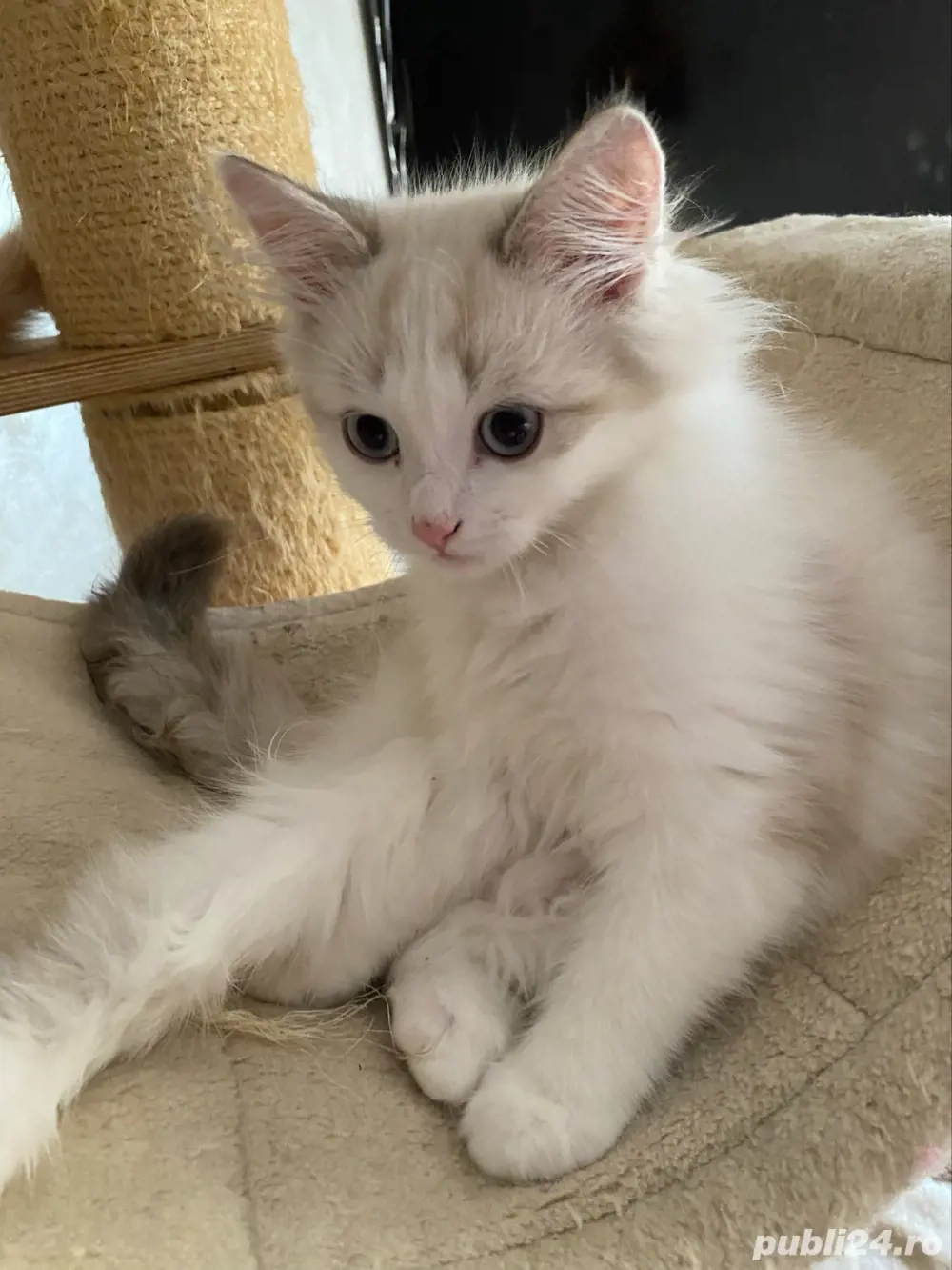 Ragdoll bicolor baietel 2 luni superb ! 
