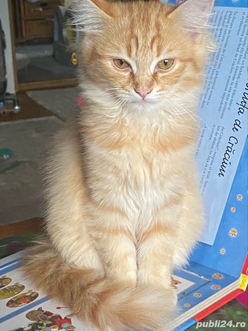 Ragdoll flame baietel 2 luni 