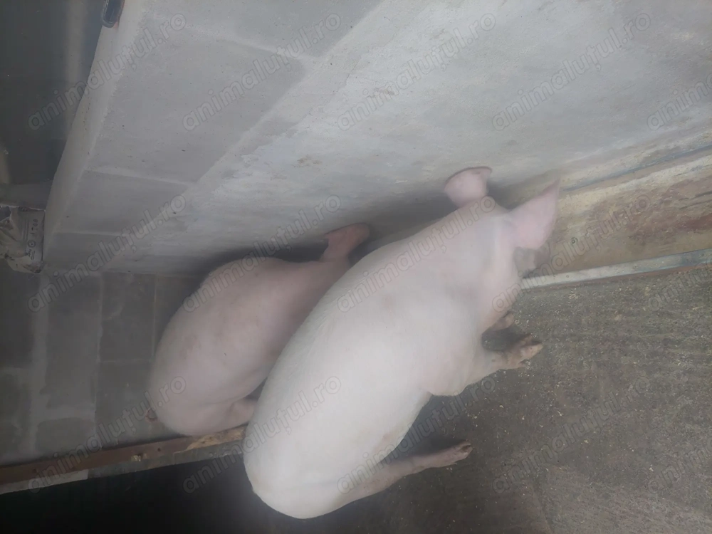 Porci de vanzare 