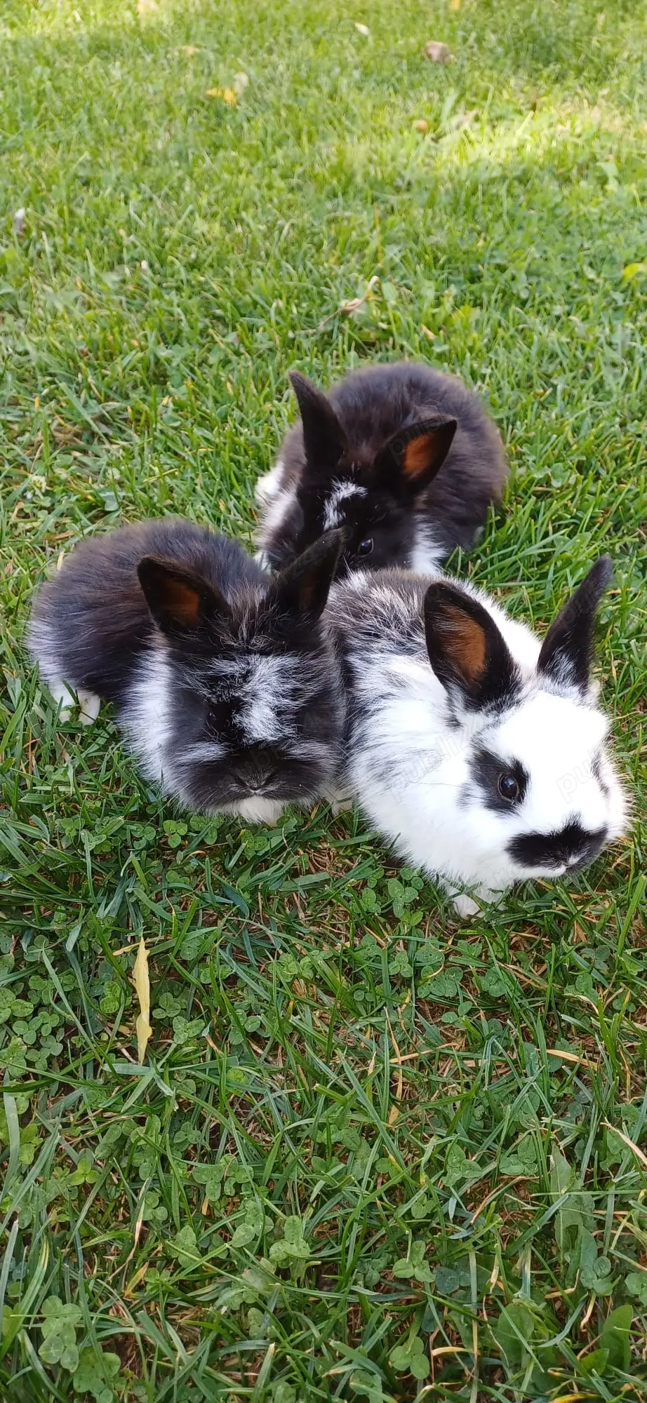 Iepurași de vânzare 