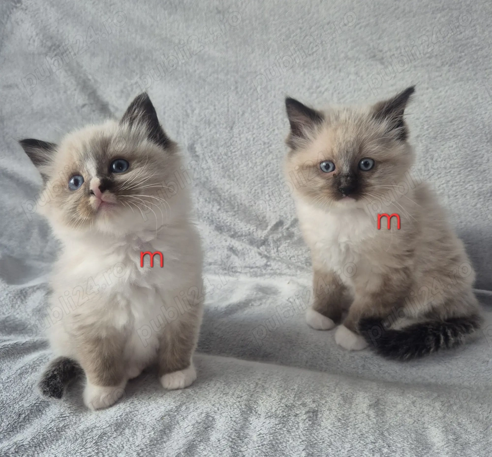 Ragdoll Bicolor si Colorpoint