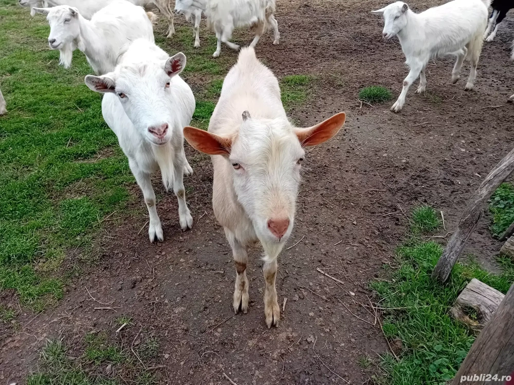 Vind 10 capre gestante și un țap 