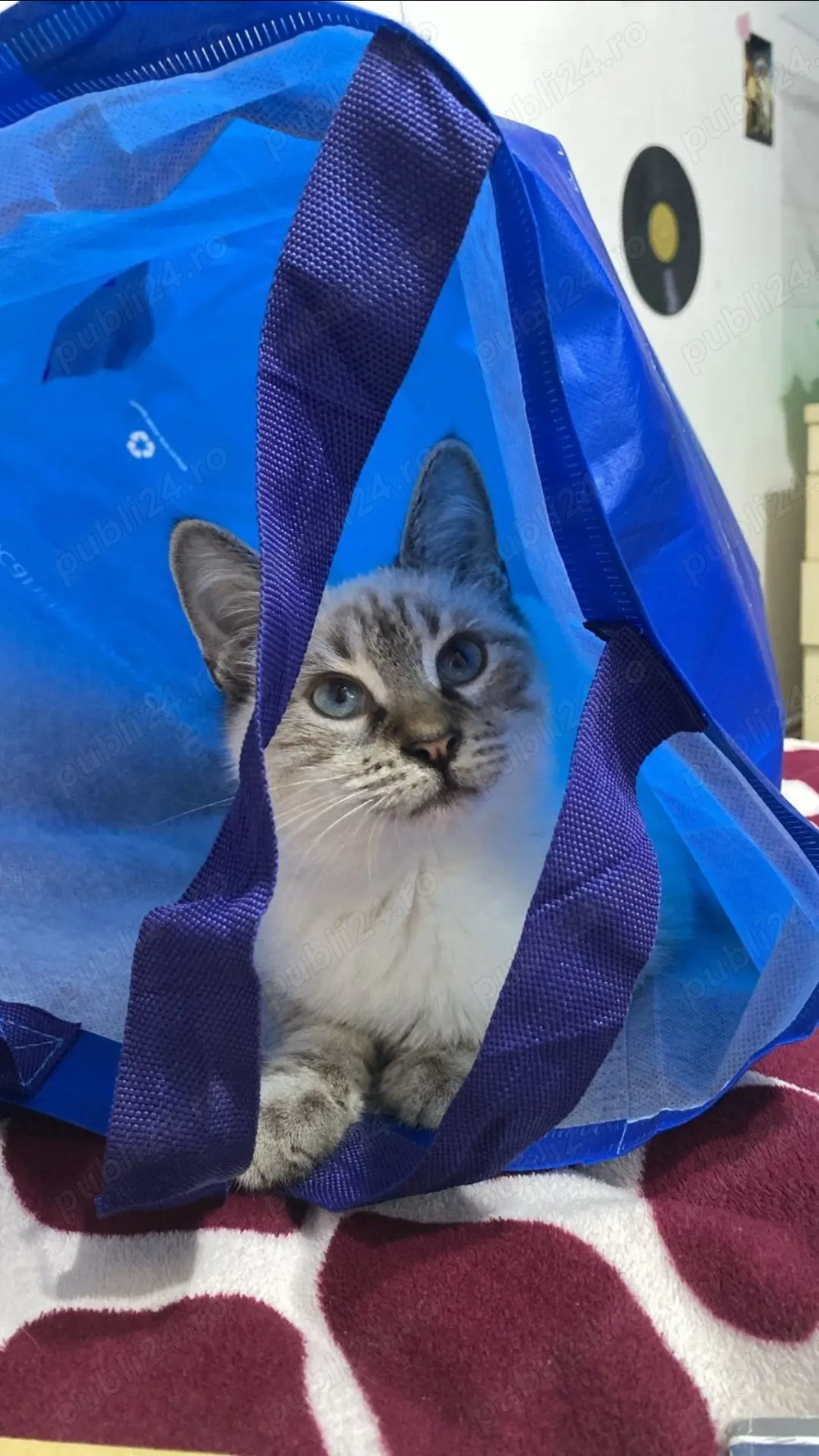 Donez pui de pisică - femelă și mascul