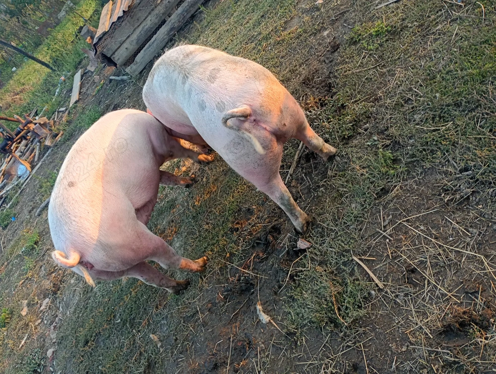 Vînd purcea marele alb cu landras 170kg,la preț de 15 Ron kg