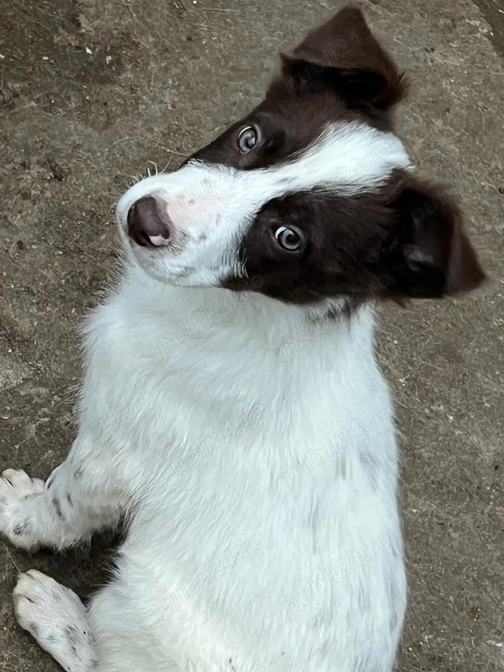 Căței Border Collie