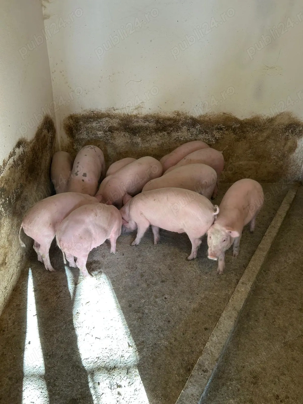 Vând purcei 35- 40 kg