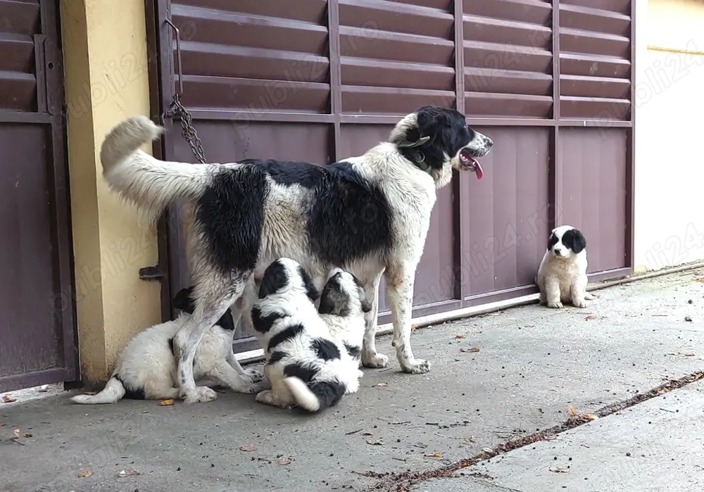 Pui de Ciobanesc Romanesc De Bucovina
