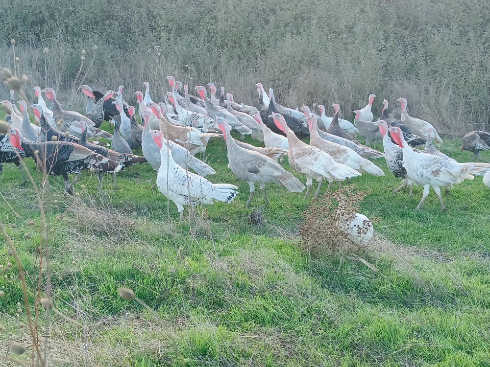 Vând curci, curcani și gâște 