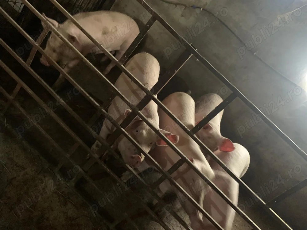 Porci pentru Craciun