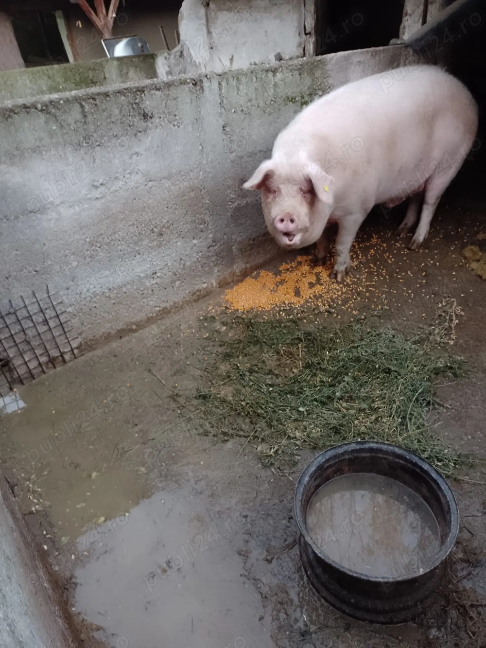 Vand porc de 250-300 kg pentru taiat