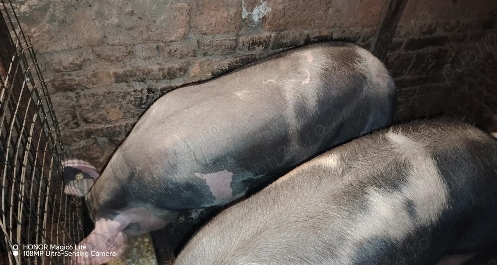 Vând porc 160-170 kg